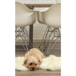 Natural By Lifestyle Brands 2-ft X 3-ft Natural New Zealand Single Sheepskin Rug 7 Natural By Lifestyle Brands 2-ft X 3-ft Natural New Zealand Single Sheepskin Rug -Safavieh Shop 330003321 AlternateImageA2 l